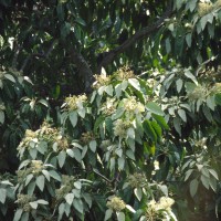 Aleurites moluccanus (L.) Willd.